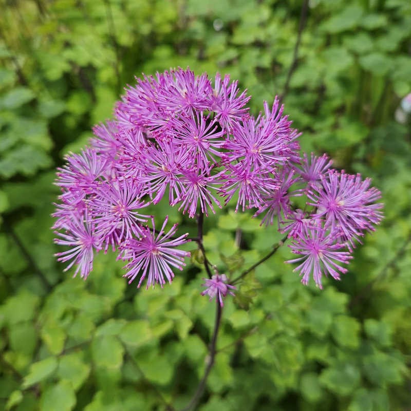 Thalictrum 'Black Stocking' | Meadow Rue 2 Litre - Image 4