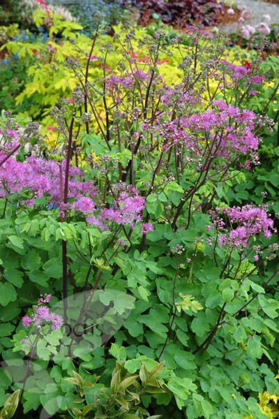 Thalictrum 'Black Stocking' | Meadow Rue 2 Litre - Image 5