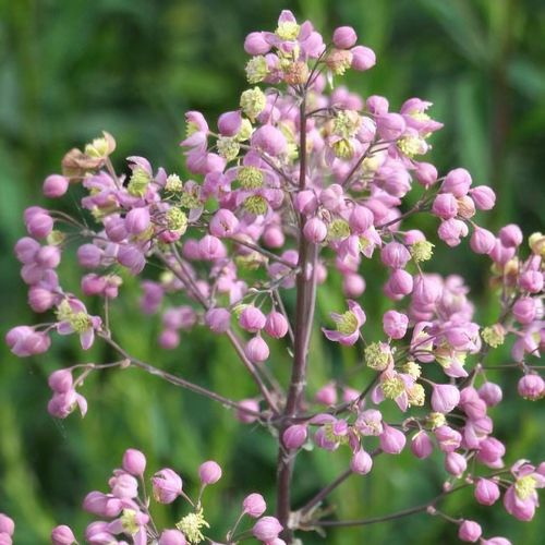 Thalictrum 'Elin' - Image 2