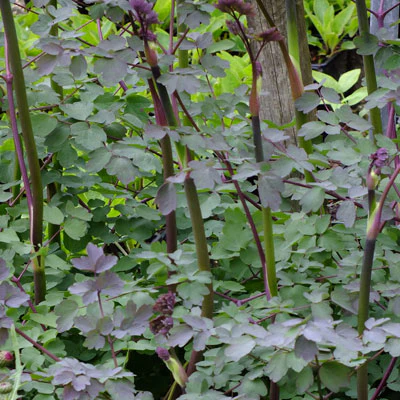 Thalictrum 'Elin' - Image 3