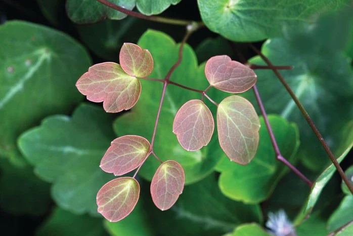 Thalictrum 'Elin' - Image 4
