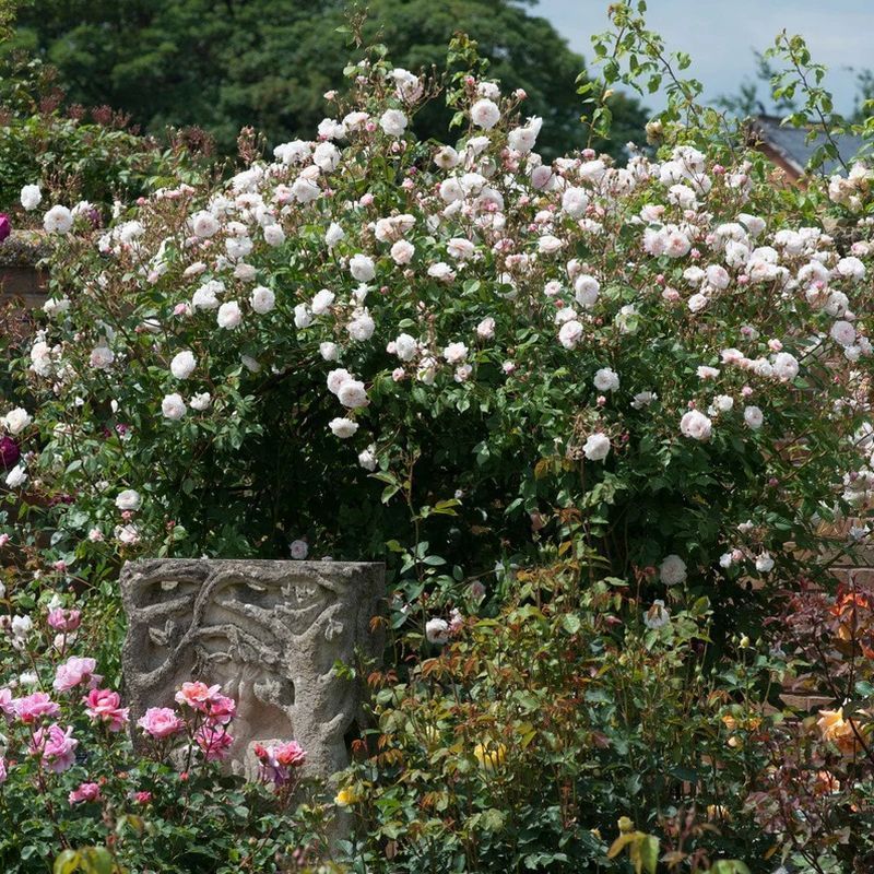 The Albrighton Rambler David Austin Fragrant Climbing Rose 6 Litre - Image 3