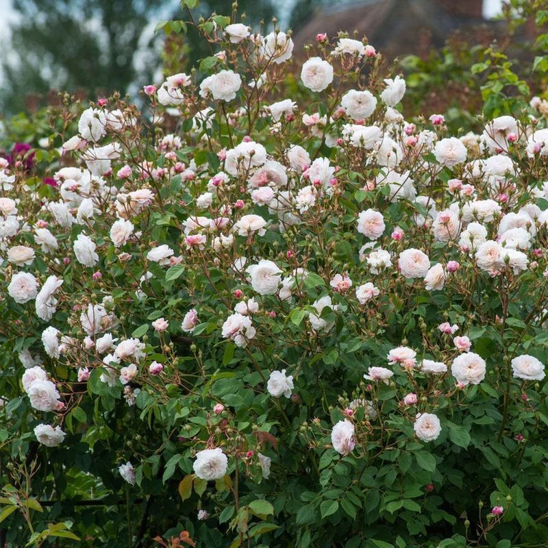 The Albrighton Rambler David Austin Fragrant Climbing Rose 6 Litre - Image 4