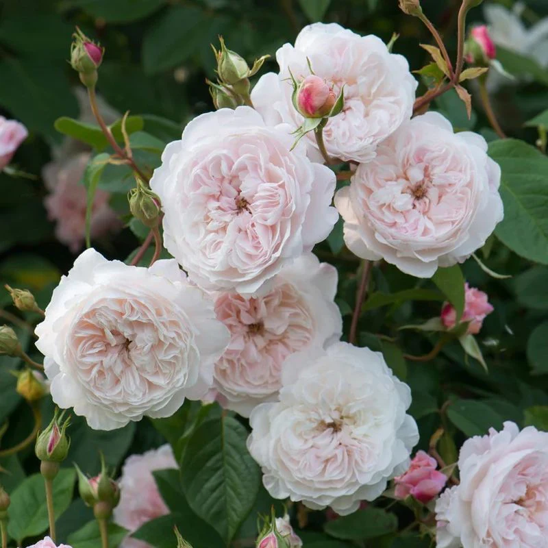 The Albrighton Rambler David Austin Fragrant Climbing Rose 6 Litre - Image 5