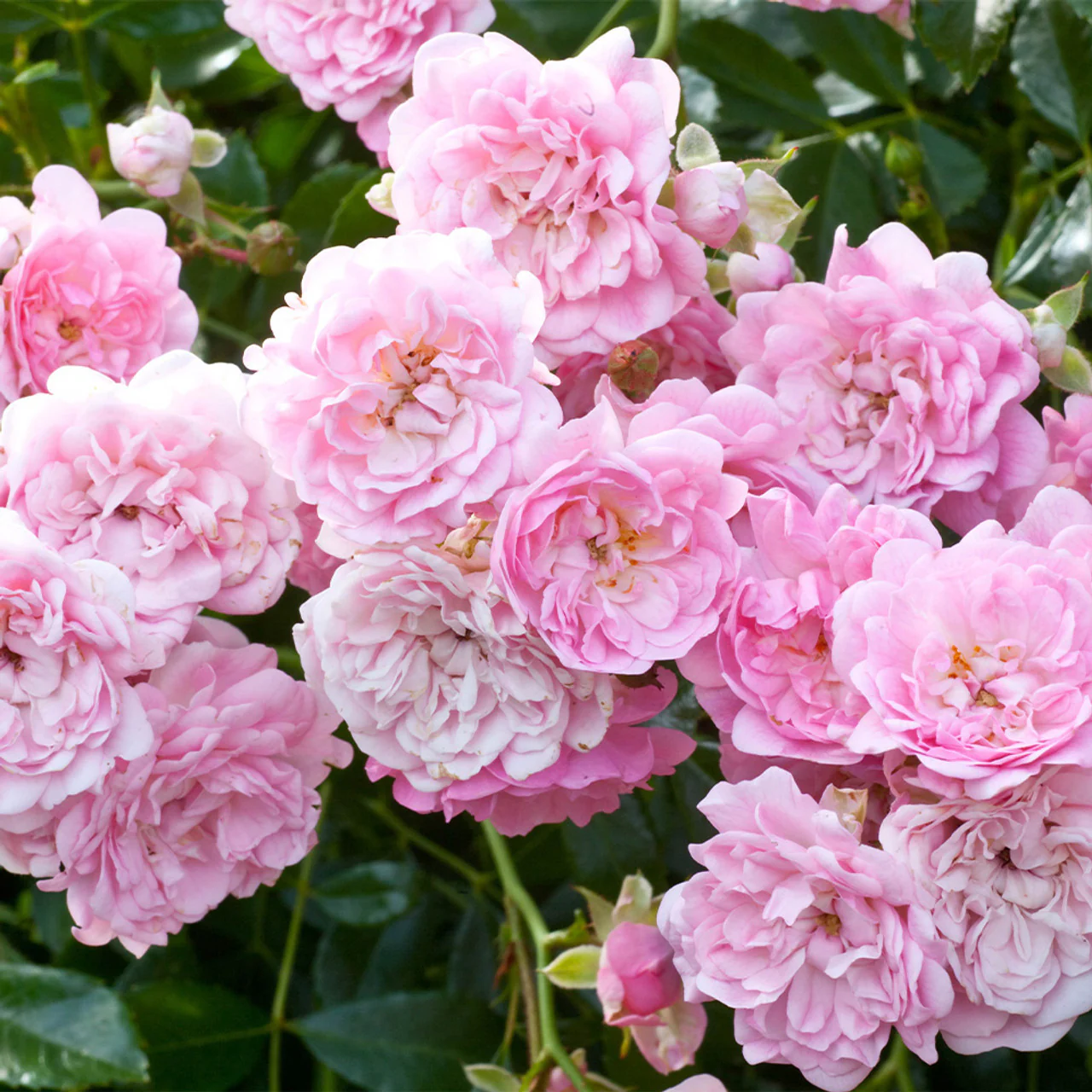The Fairy Standard Rose 12 Litre