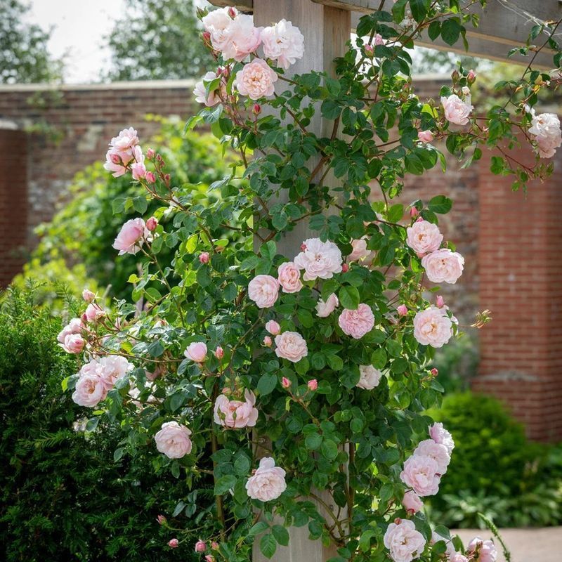 The Generous Gardener David Austin Fragrant Climbing Rose 6 Litre - Image 3