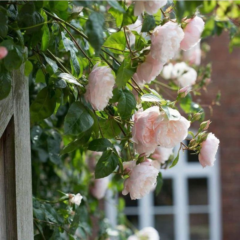 The Generous Gardener David Austin Fragrant Climbing Rose 6 Litre - Image 4