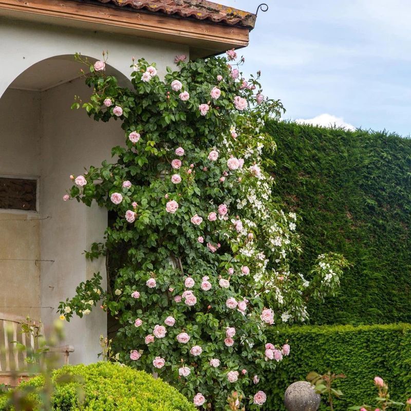 The Generous Gardener David Austin Fragrant Climbing Rose 6 Litre - Image 5
