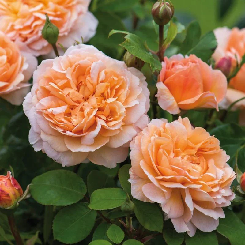 The Lady Gardener David Austin Fragrant Rose 6 Litre - Image 3