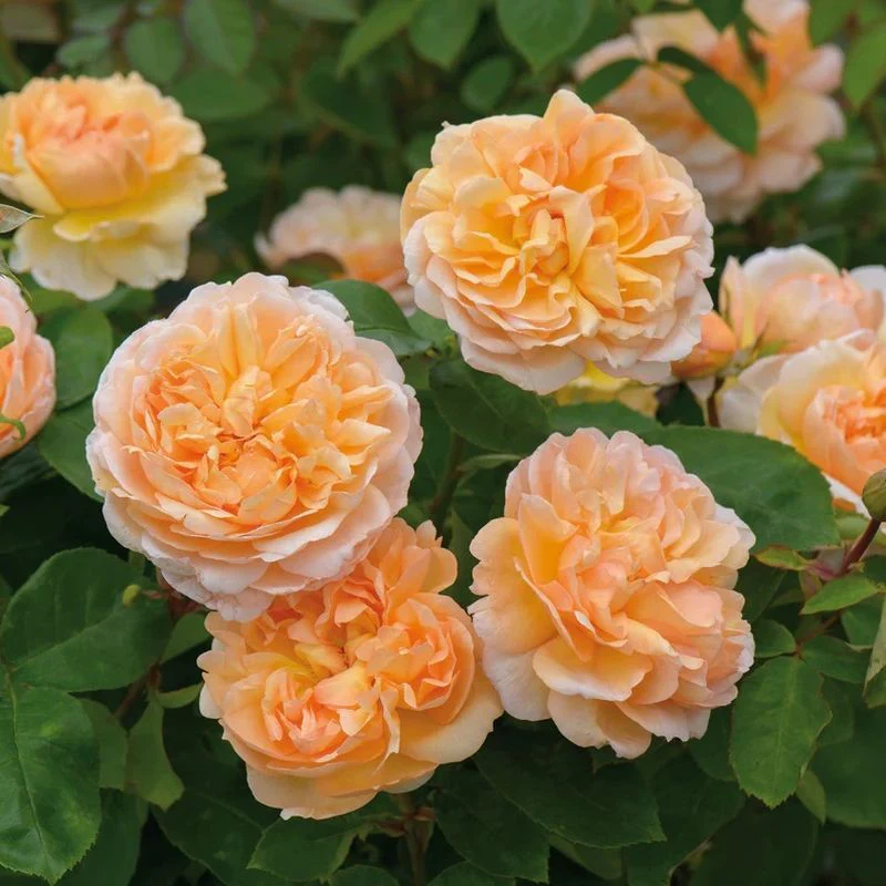 The Lady Gardener David Austin Fragrant Rose 6 Litre - Image 4