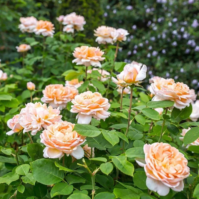 The Lady Gardener David Austin Fragrant Rose 6 Litre - Image 5