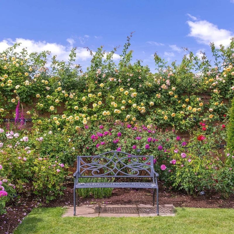The Pilgrim David Austin Fragrant Climbing Rose 6 Litre - Image 3