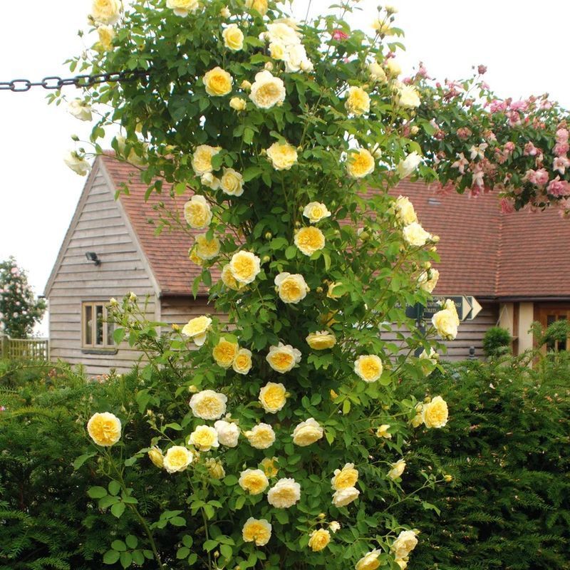 The Pilgrim David Austin Fragrant Climbing Rose 6 Litre - Image 4