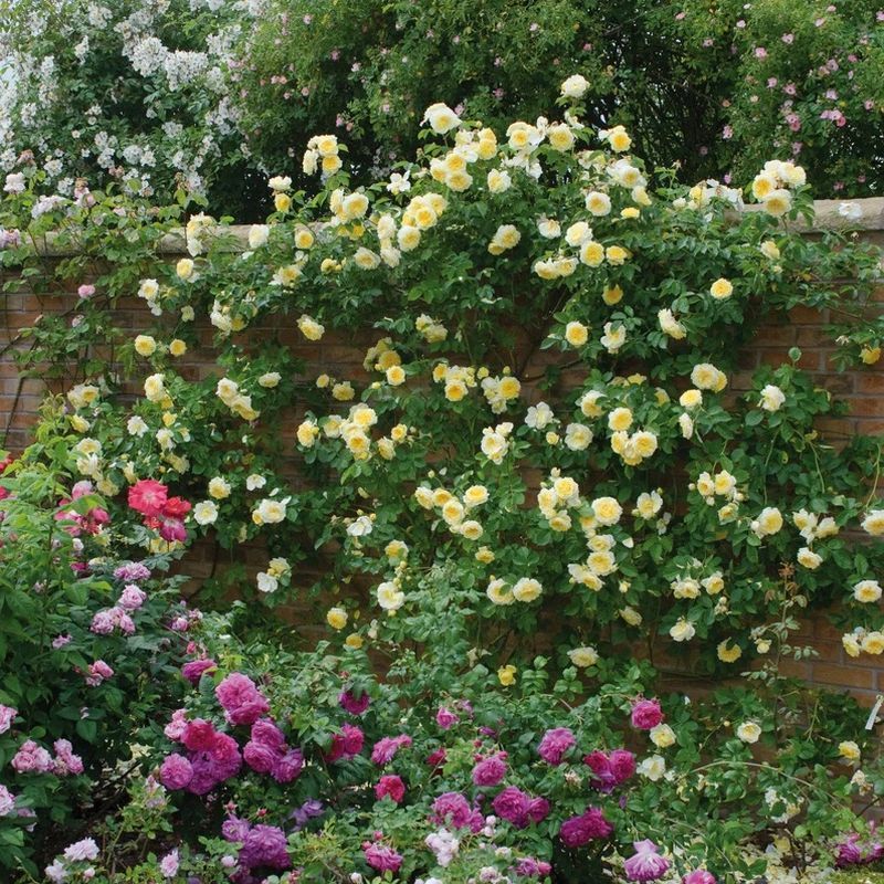 The Pilgrim David Austin Fragrant Climbing Rose 6 Litre - Image 5