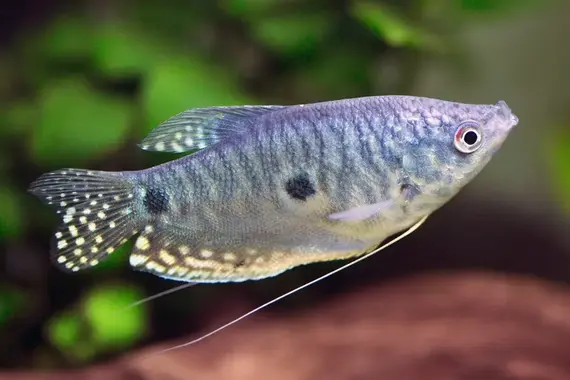 Three Spot Gourami Medium - Image 2