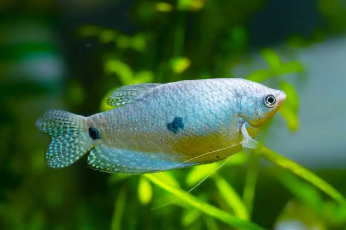 Three Spot Gourami Medium - Image 3