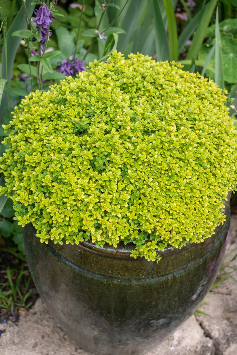 Thymus 'Archer's Gold' - Image 3