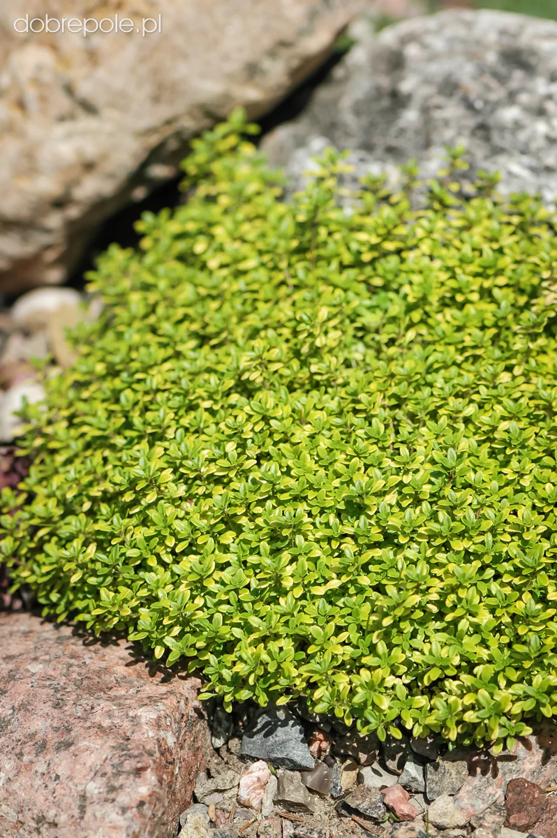 Thymus 'Archer's Gold' - Image 4