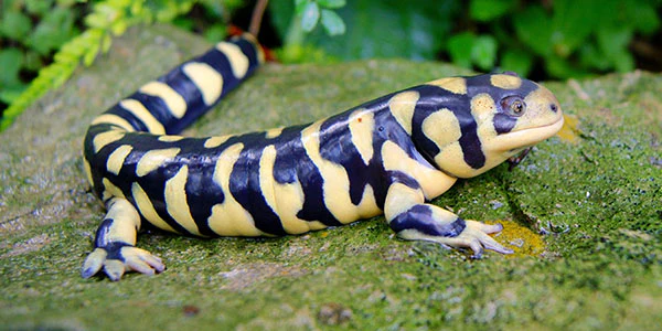 Tiger Salamander - Image 4