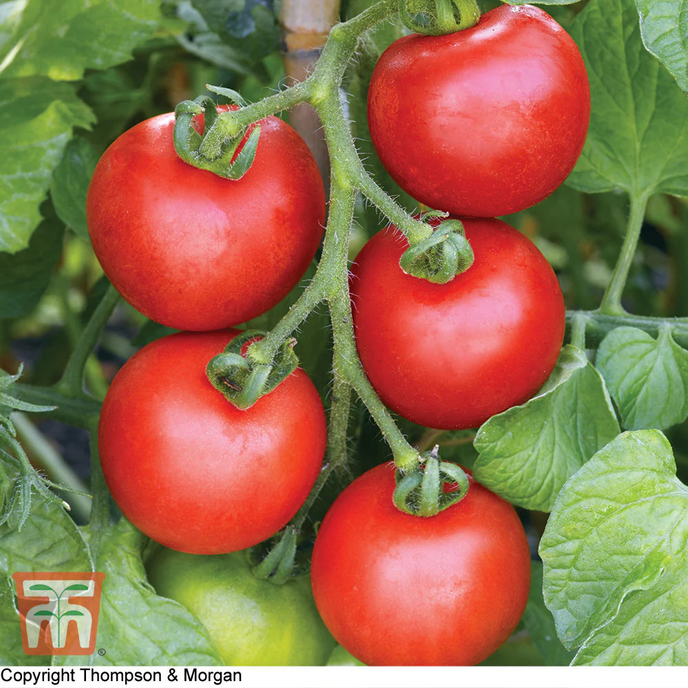 Tomato 'Ailsa Craig' - Image 2