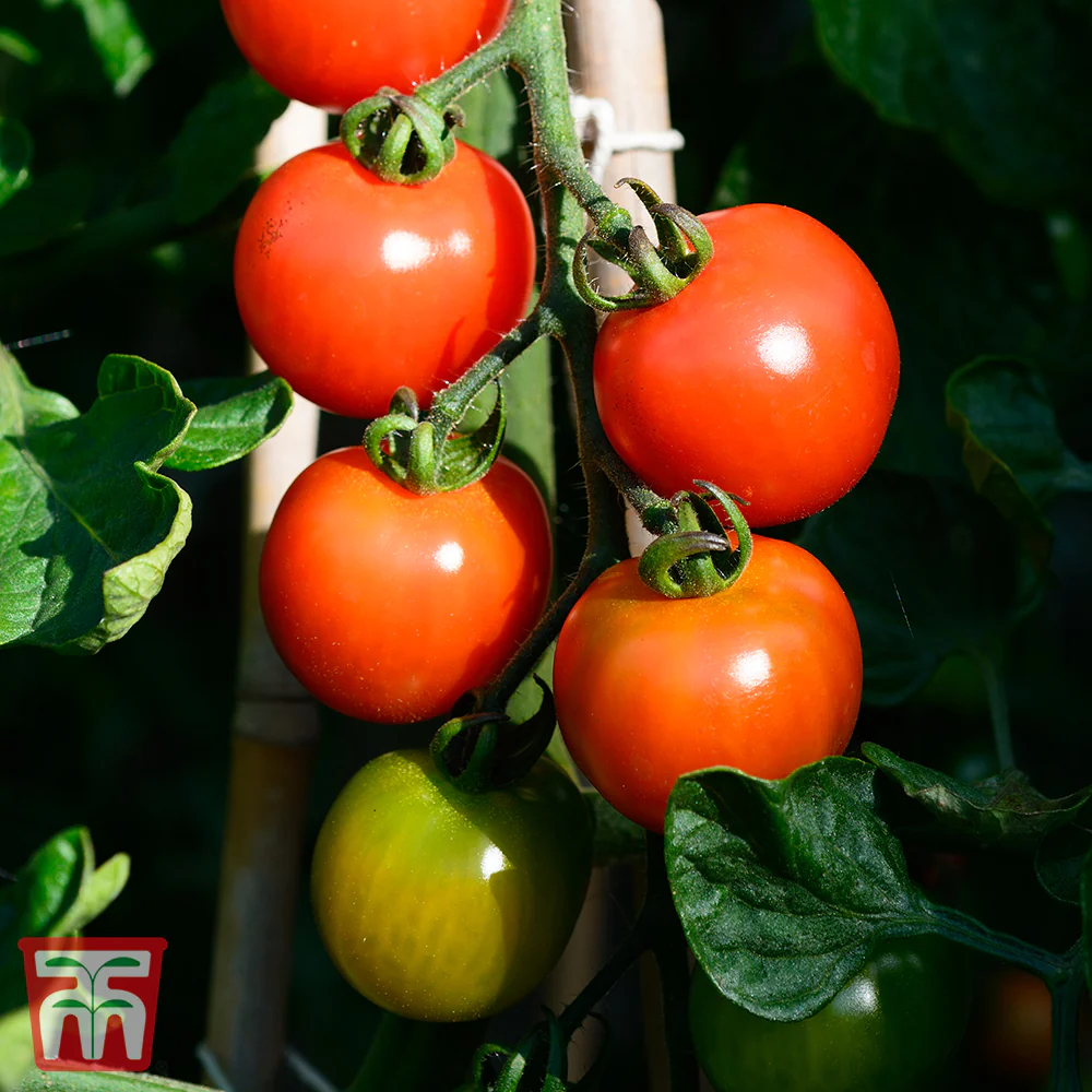 Tomato Alicante - Image 2
