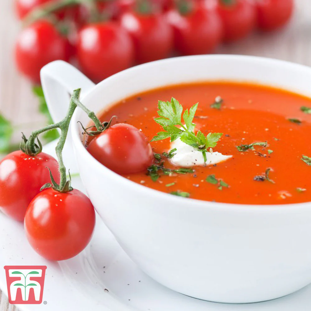 Tomato Alicante - Image 3