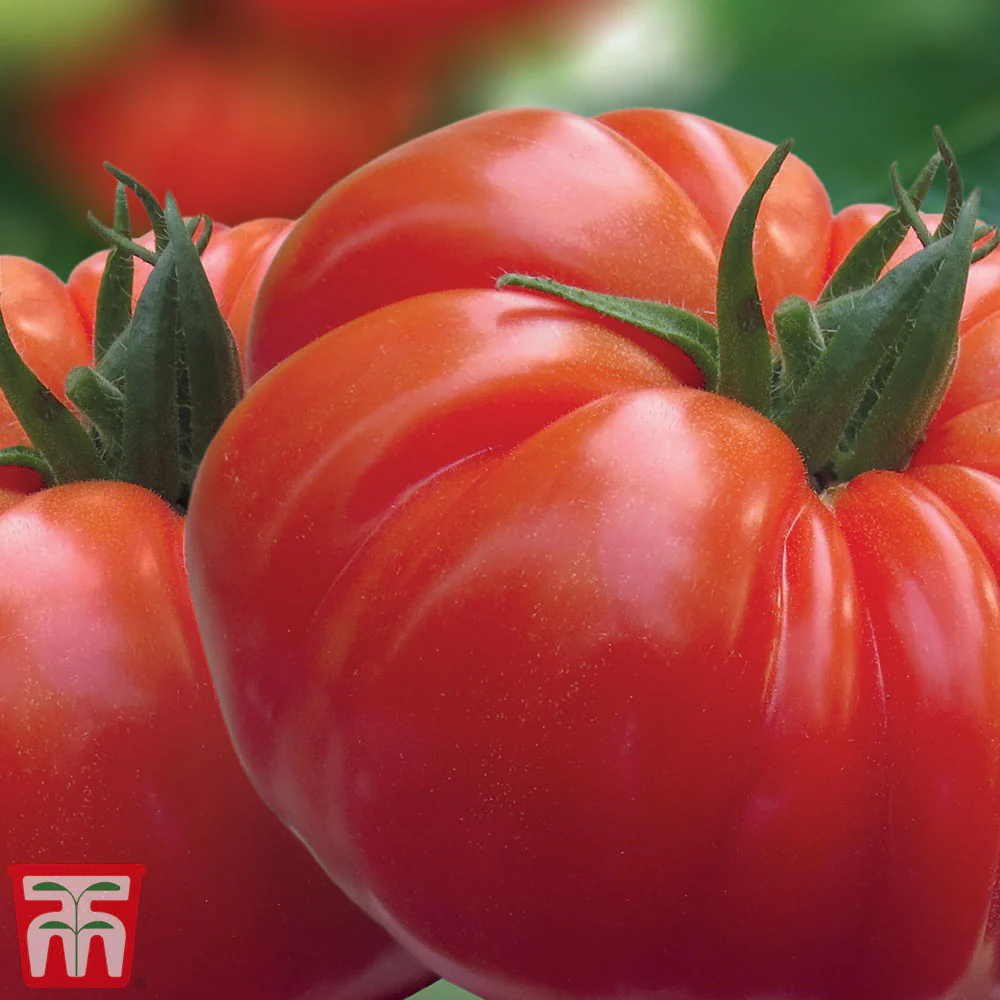 Tomato 'Buffalosteak' F1 Hybrid - Image 3