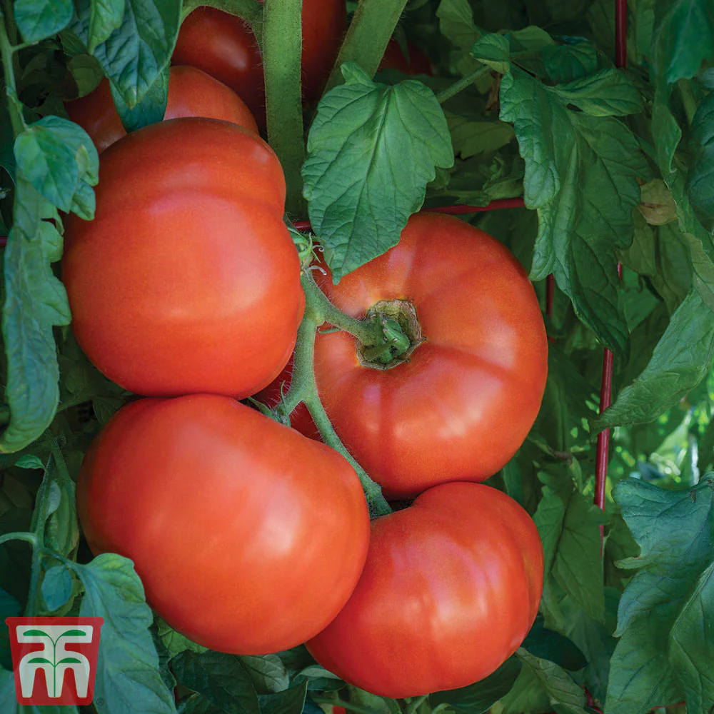 Tomato 'Burlesque' F1 Hybrid