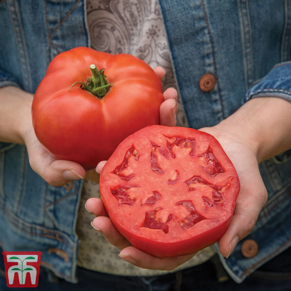 Tomato 'Burlesque' F1 Hybrid - Image 2