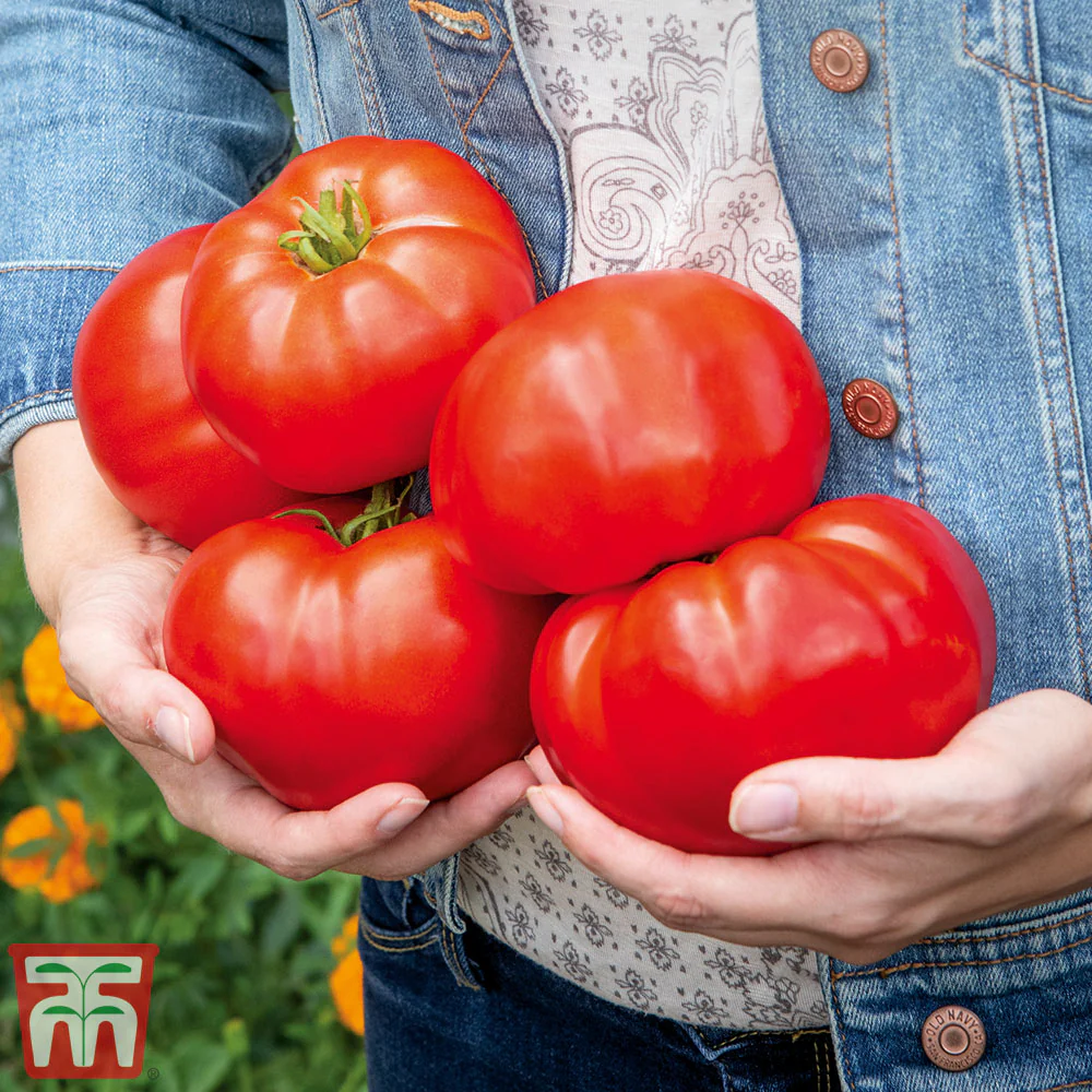 Tomato 'Burlesque' F1 Hybrid - Image 3