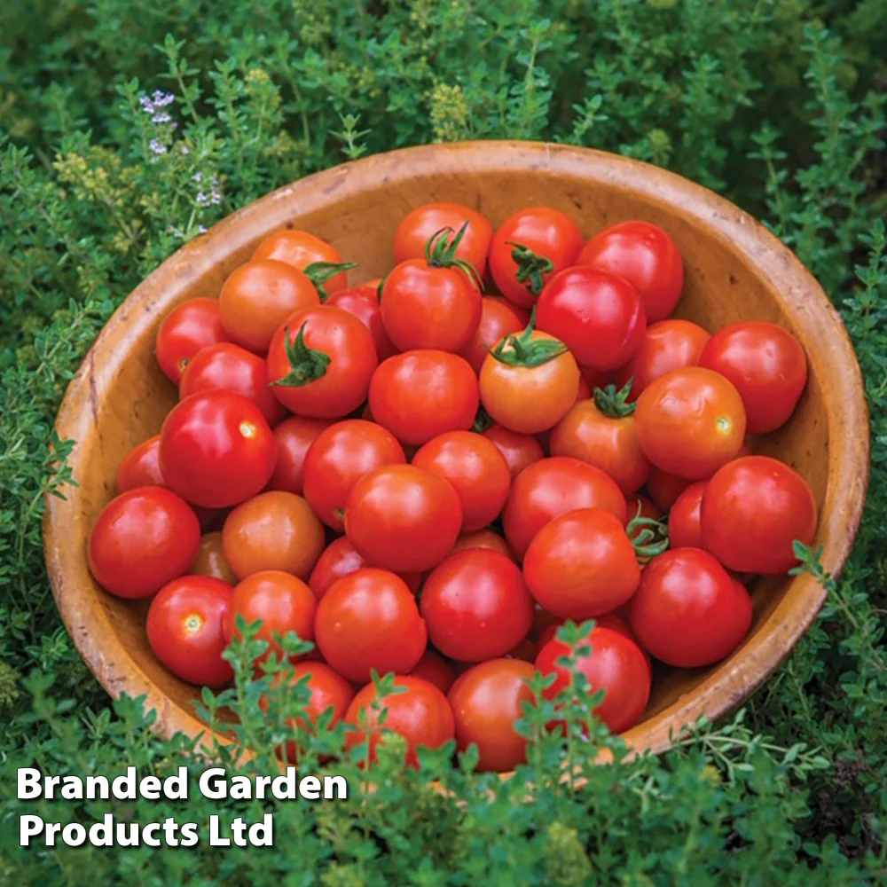 Tomato 'Consuelo' (Crimson Cherry) - Image 2