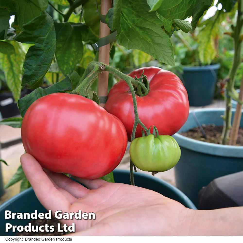 Tomato Crimson Blush Blight Resistant F1 (Rose Crush)