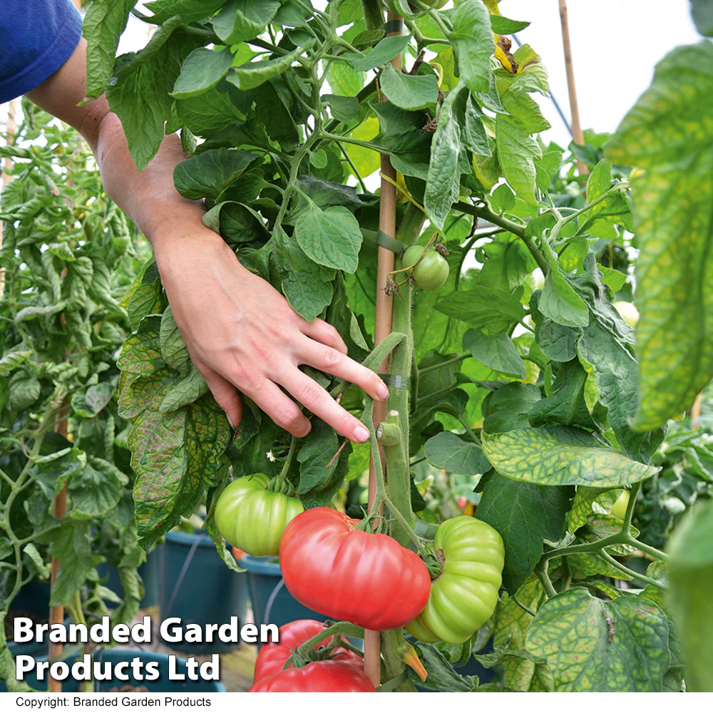 Tomato Crimson Blush Blight Resistant F1 (Rose Crush) - Image 2