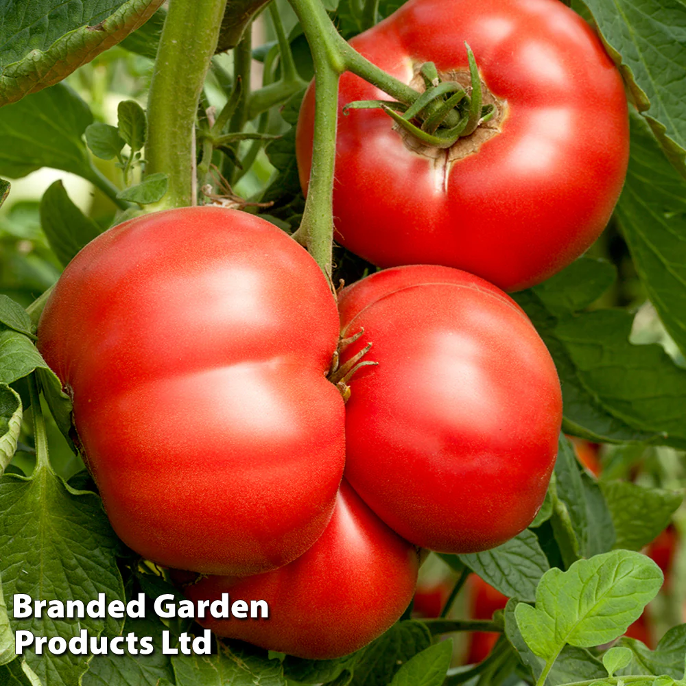 Tomato Crimson Blush Blight Resistant F1 (Rose Crush) - Image 3