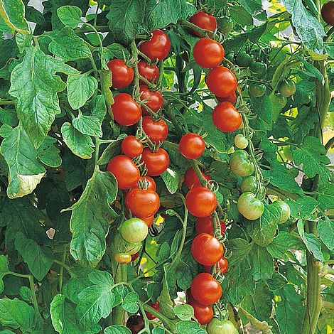 Tomato 'Gardener's Delight' - Image 2