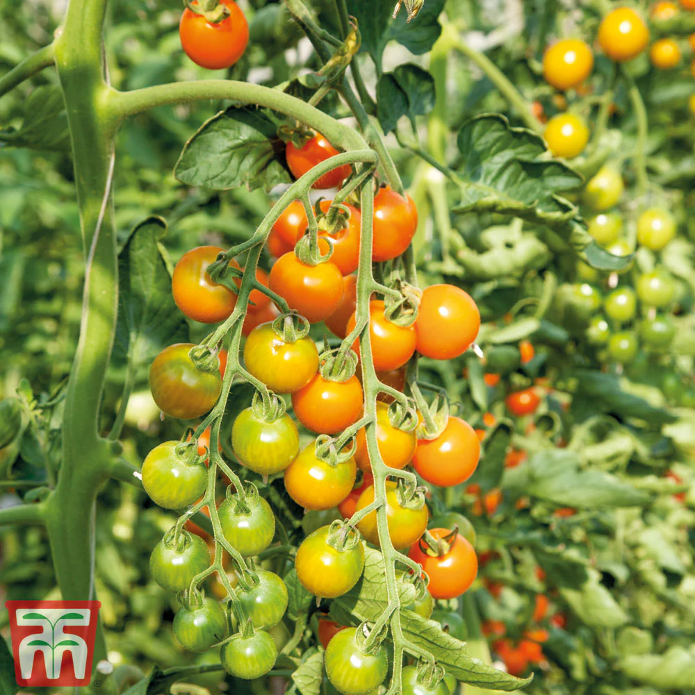 Tomato 'Honeycomb' - Image 2