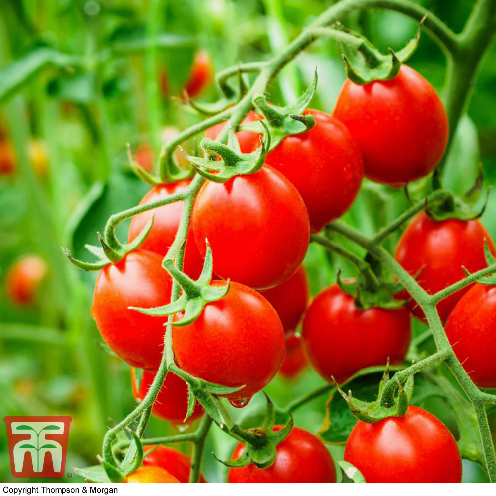 Organic Tomato 'Koralik' - Image 3