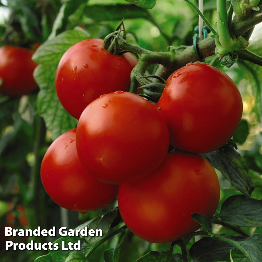 Tomato 'Moneymaker' - Image 2
