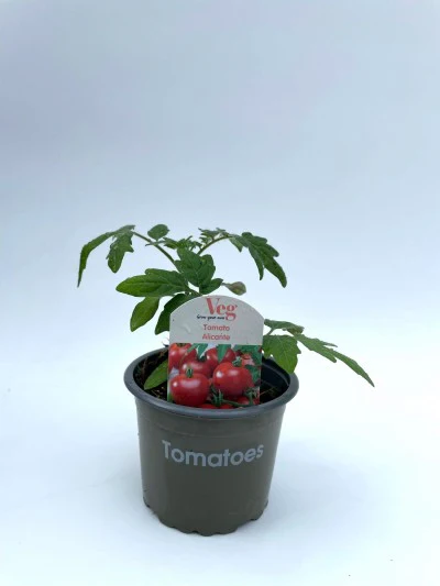 Tomato Plants 9cm Pot