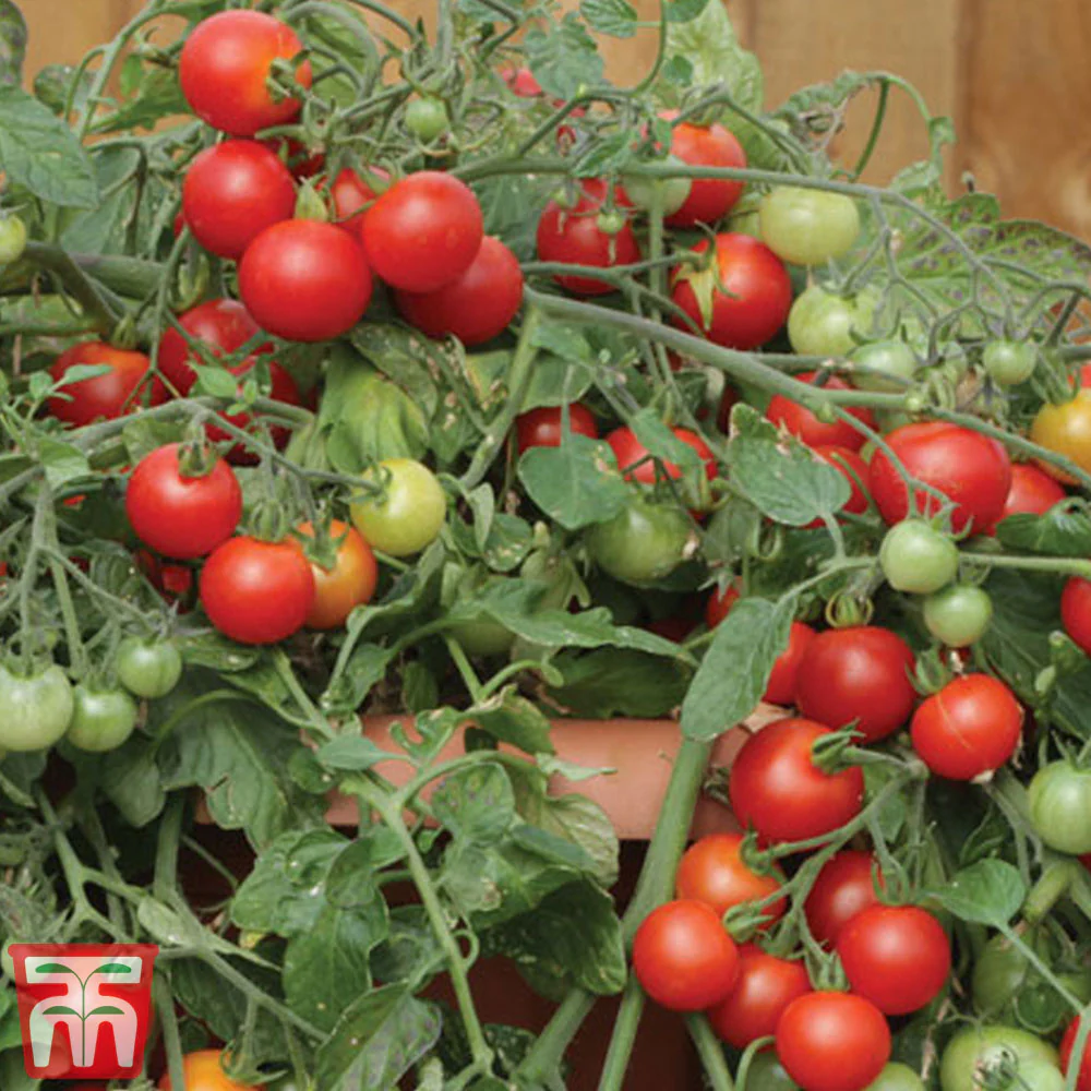 Tomato 'Red Profusion' F1 - Image 2