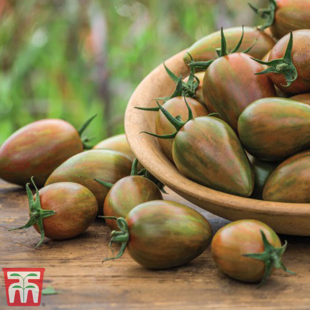 Tomato 'Shimmer' F1 Hybrid - Image 2