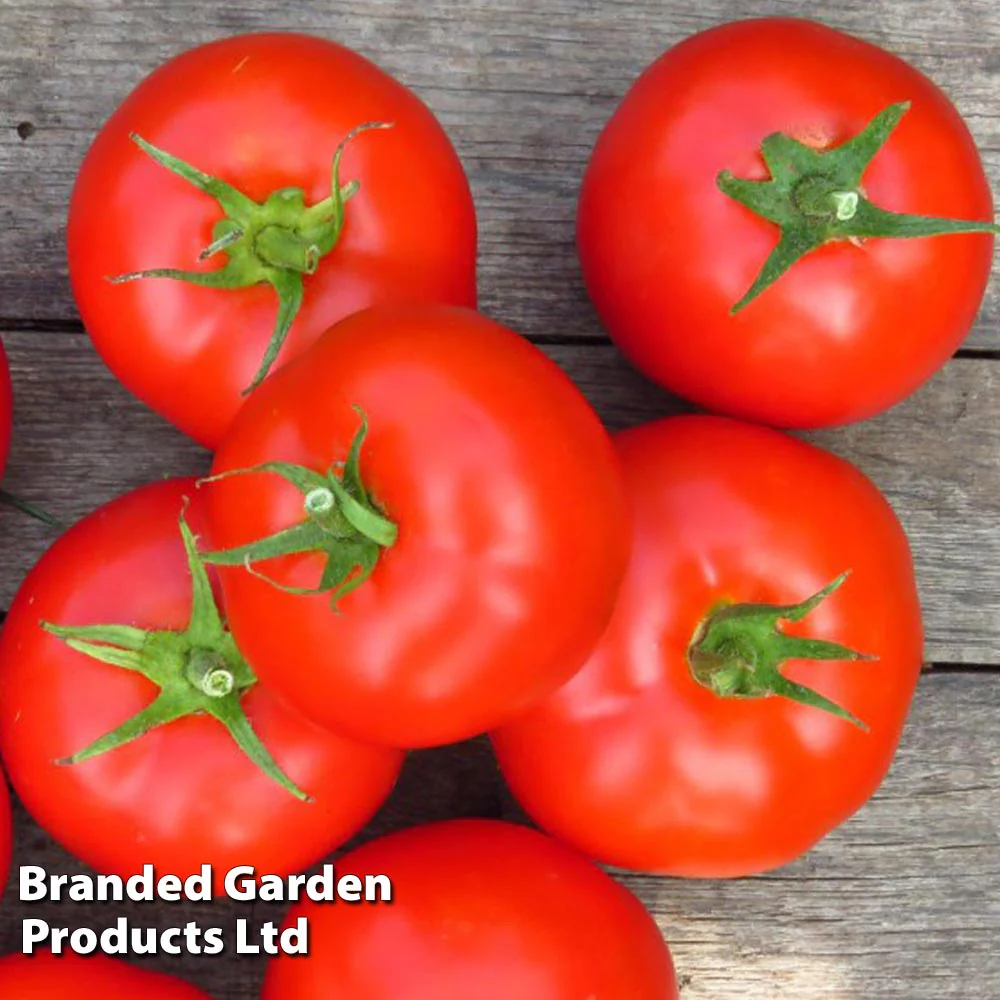Tomato 'Shirley' F1 Hybrid - Image 2