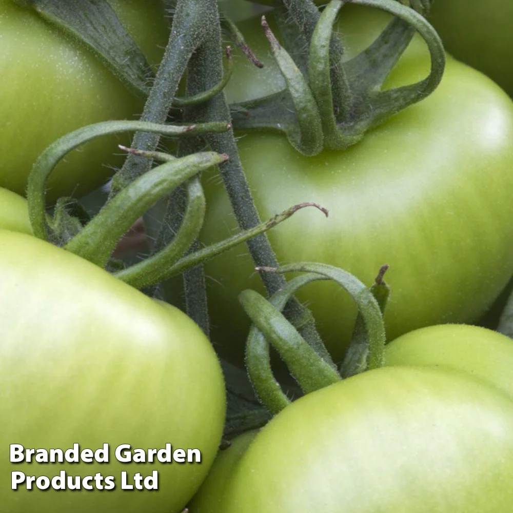 Tomato 'Shirley' F1 Hybrid - Image 3