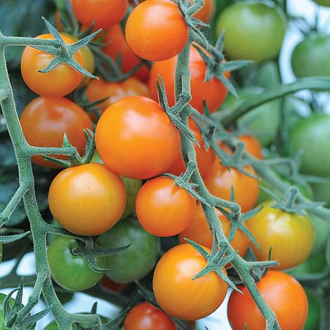 Tomato 'Sungold' F1 Hybrid - Image 2