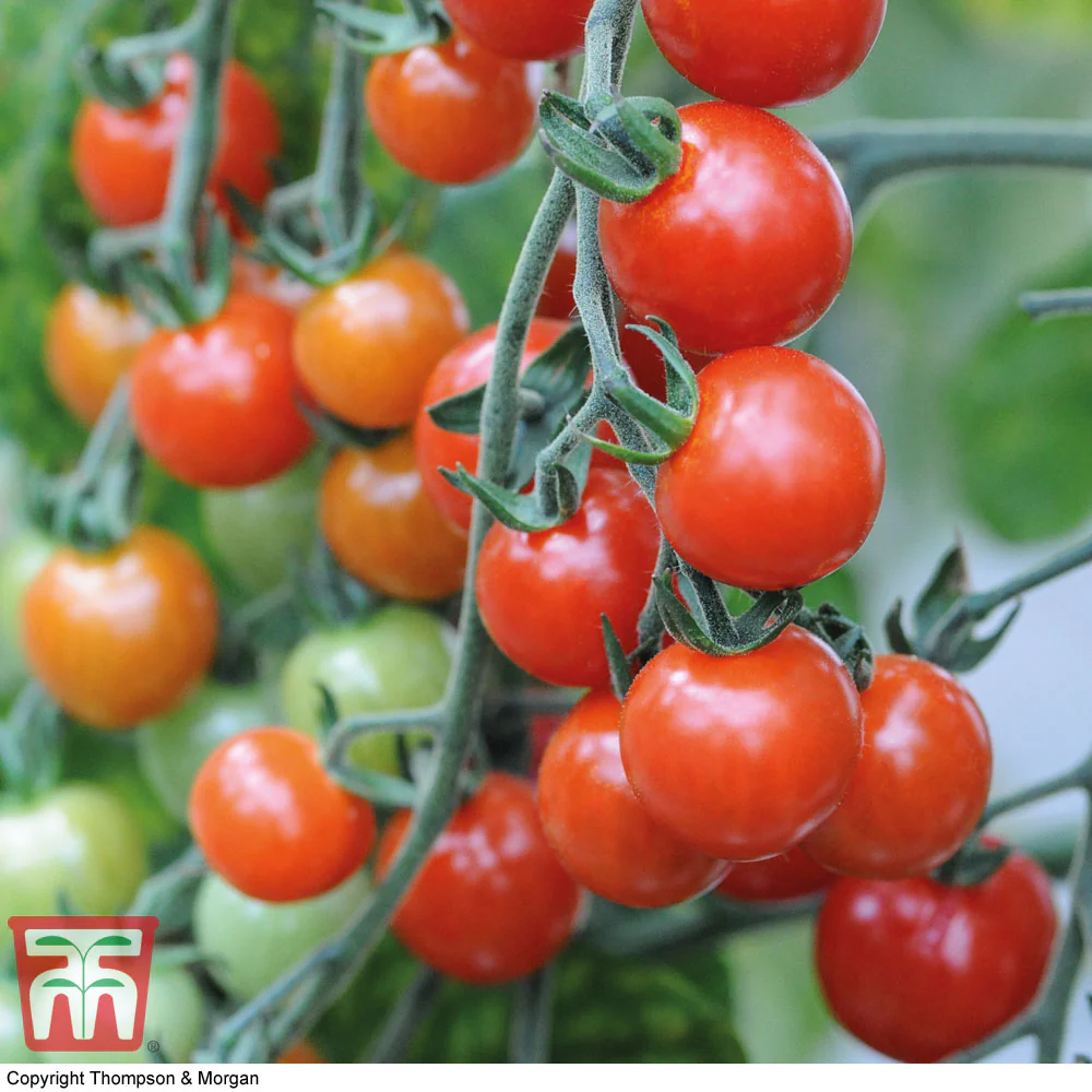 Tomato 'Sweet Aperitif' - Image 2