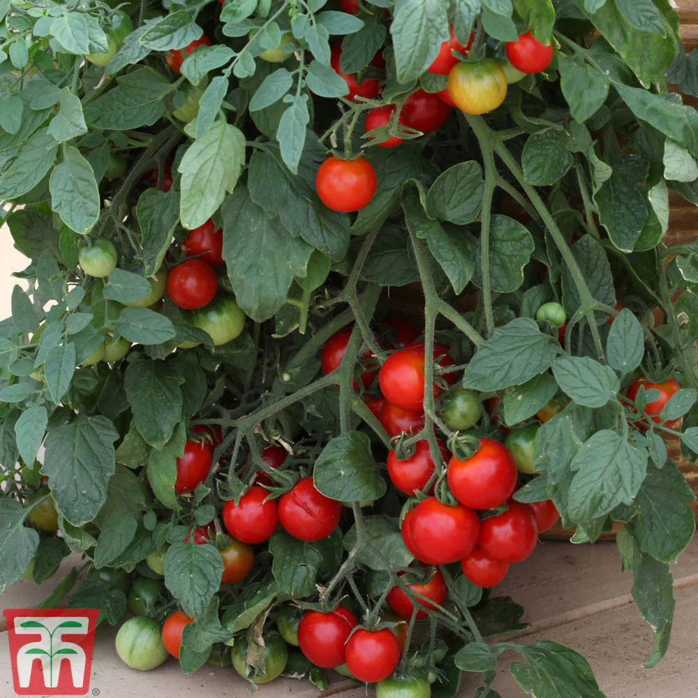 Tomato 'Tumbling Tom Red'