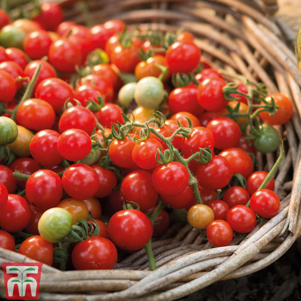 Tomato 'Tumbling Tom Red' - Image 2