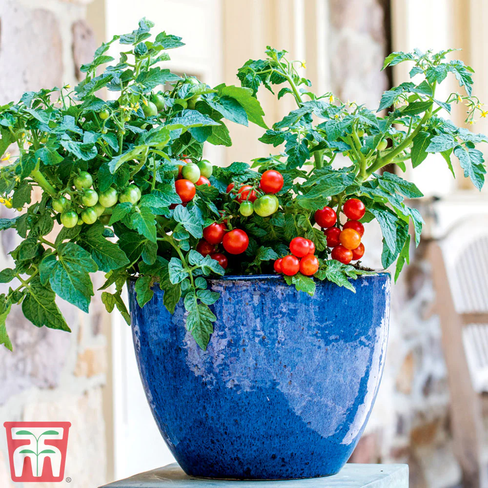 Tomato 'Veranda' - Image 2