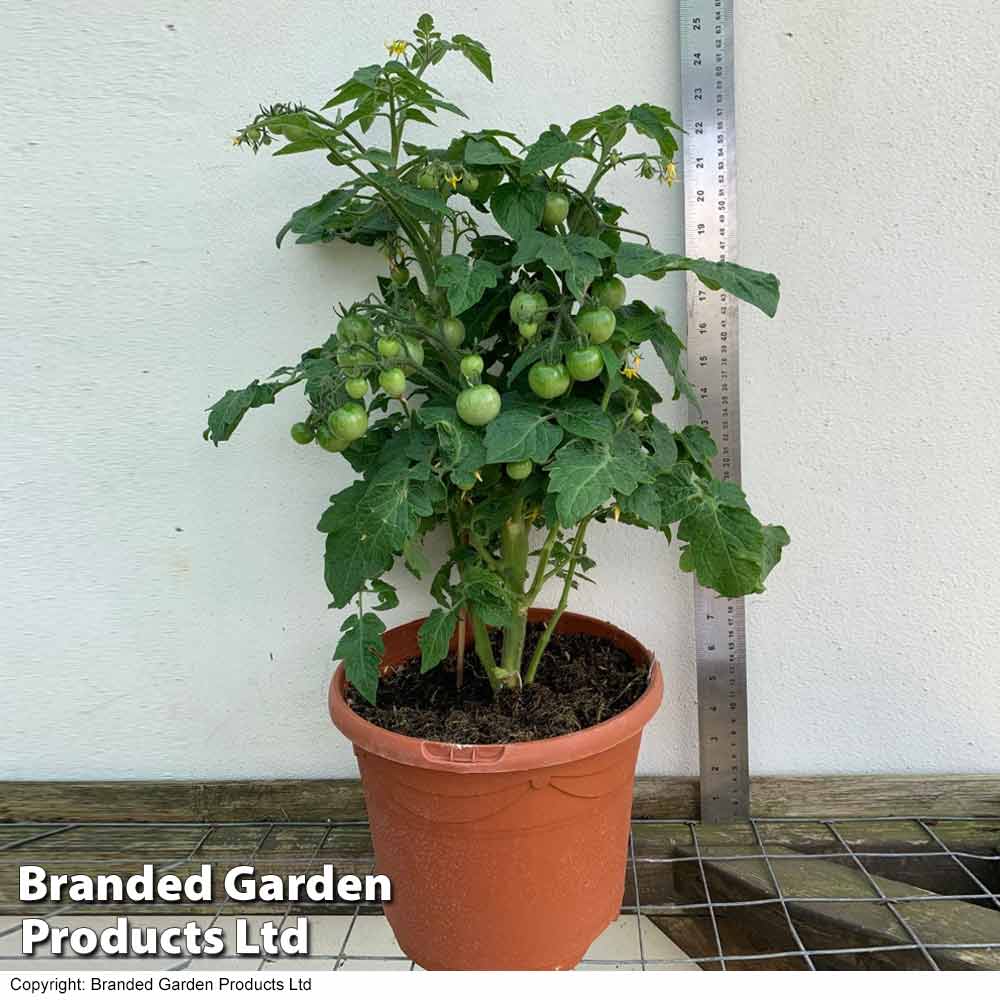 Tomato 'Veranda' - Image 3
