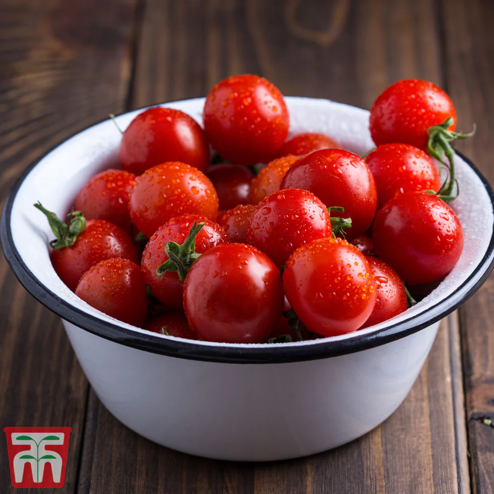 Tomato 'Veranda' - Image 4